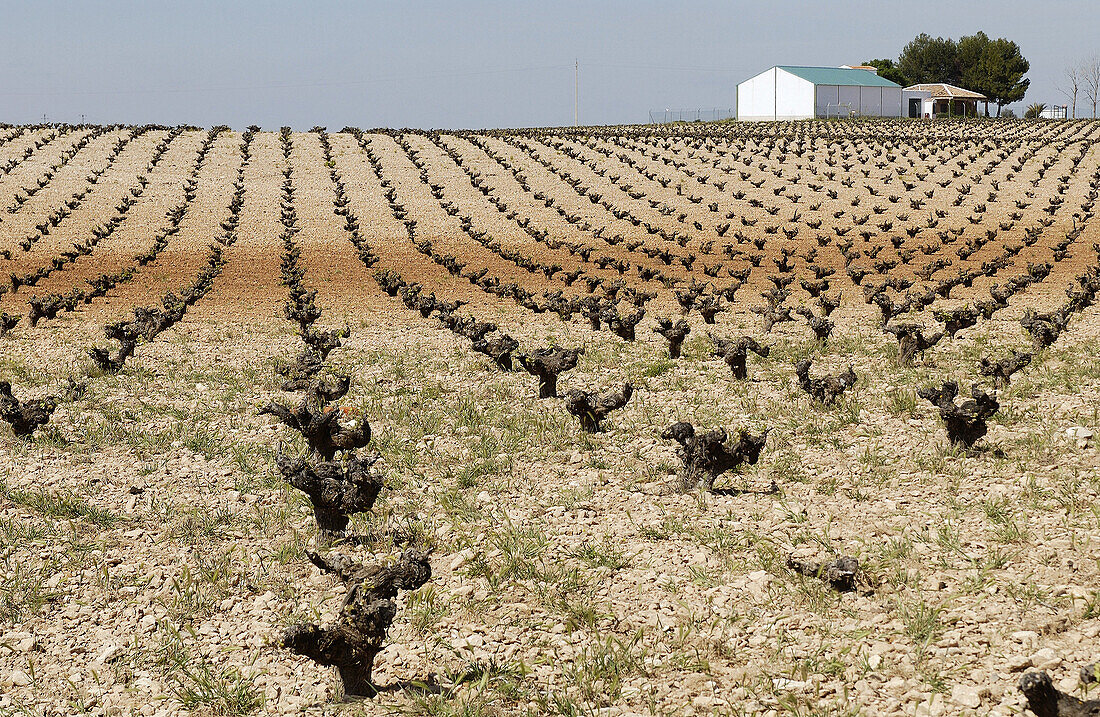 Weinberge. Provinz Ciudad Real. Spanien