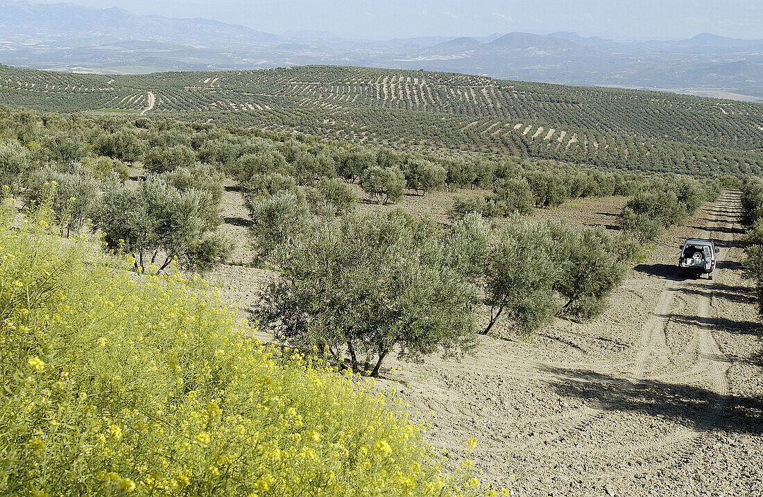 Olive grove. Jaén province. Spain