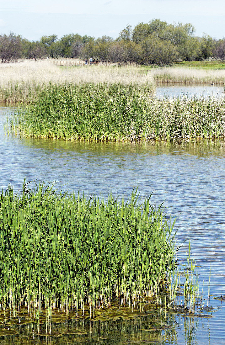 Nationalpark Tablas de Daimiel. Provinz Ciudad Real. Spanien