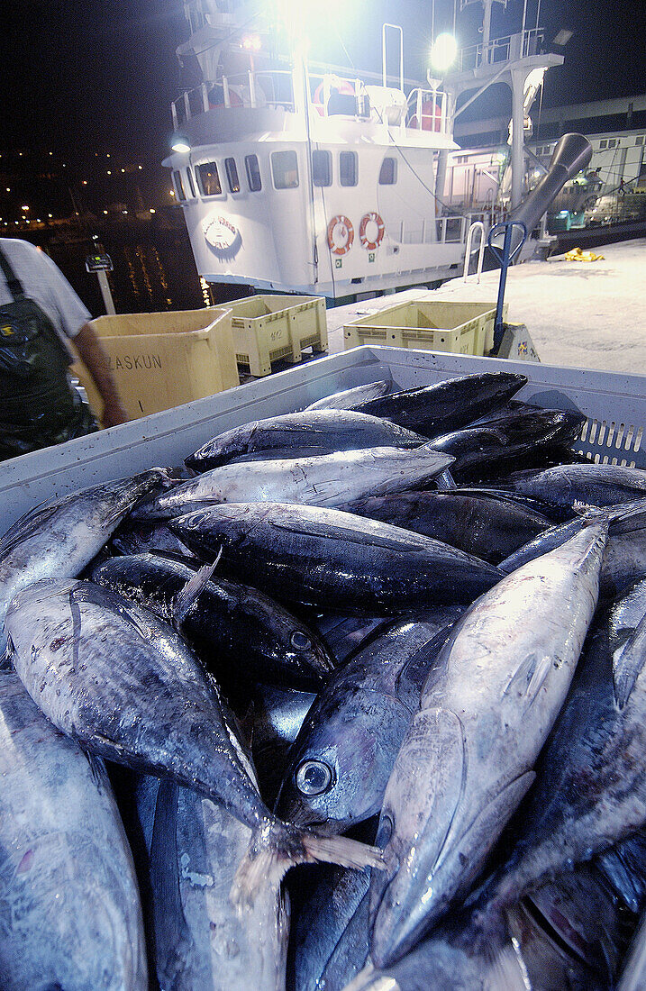 Entladen von Thunfisch. Getaria. Guipuzcoa. Baskenland. Spanien