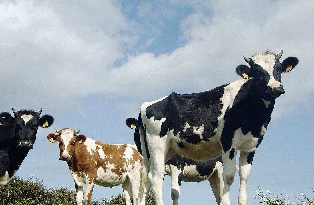 Cattle. San Vicente de la Barquera. Cantabria. Spain