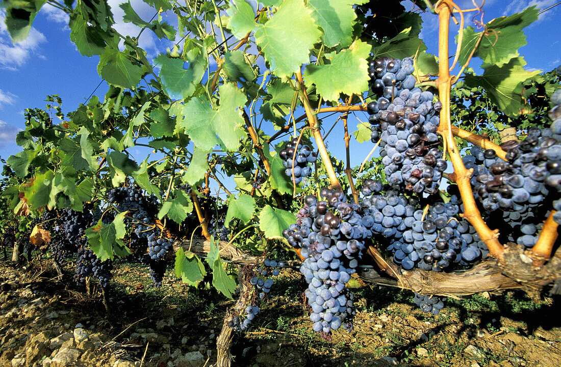 Close up on local garnacha. Vineyards. Chateau Valmy. Argelès-sur-Mer. Pyrenees-Orientales. Languedoc Roussillon. France