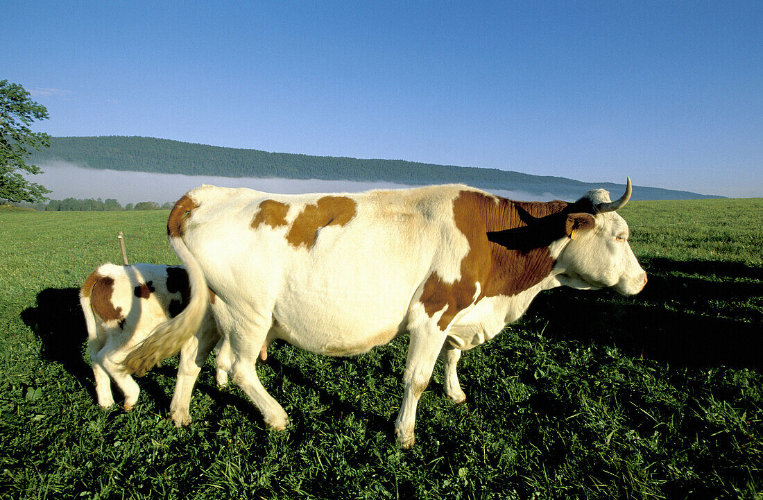 Mr Grandchavin and his Montbéliarde cows and calves. Near Malbuisson by Lake Saint-Point. Doubs. Franche-Comte. France