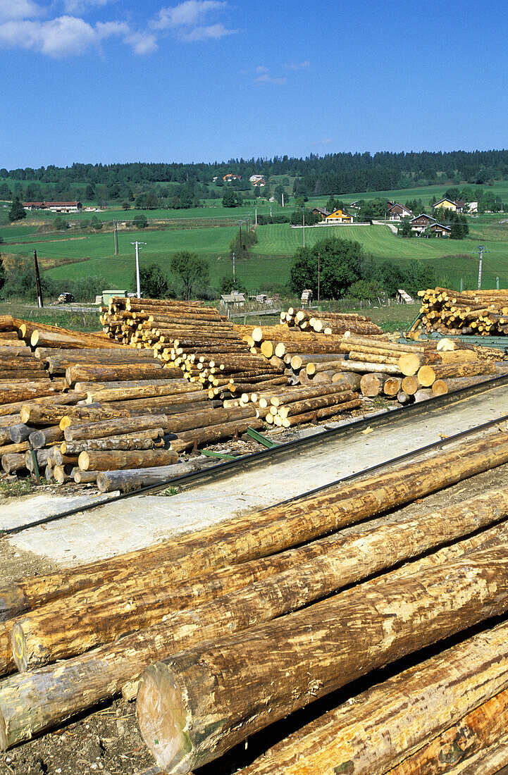 Pine trunks. Wood Industry. Doubs. Franche-Comte. France