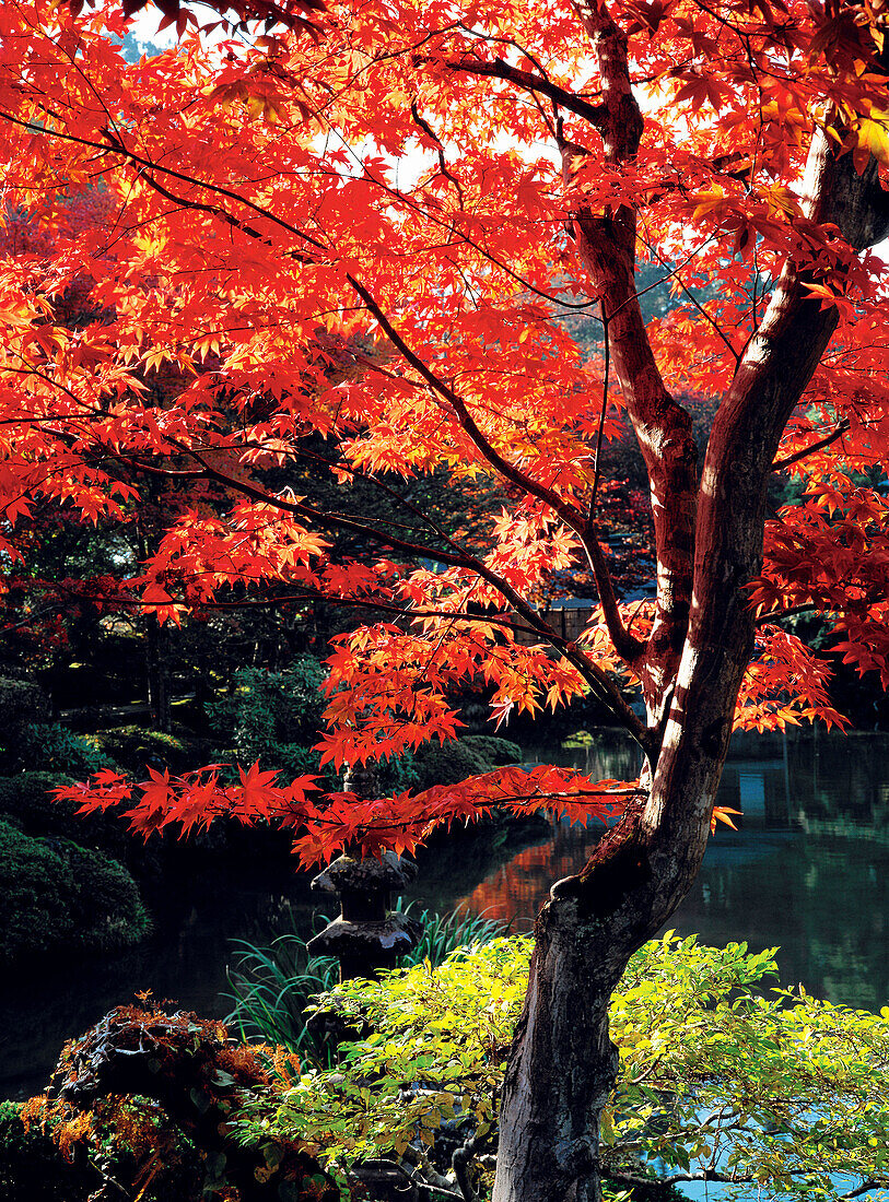 Rinno-Ji Buddhist temple gardens at fall. Nikko. Jaoan
