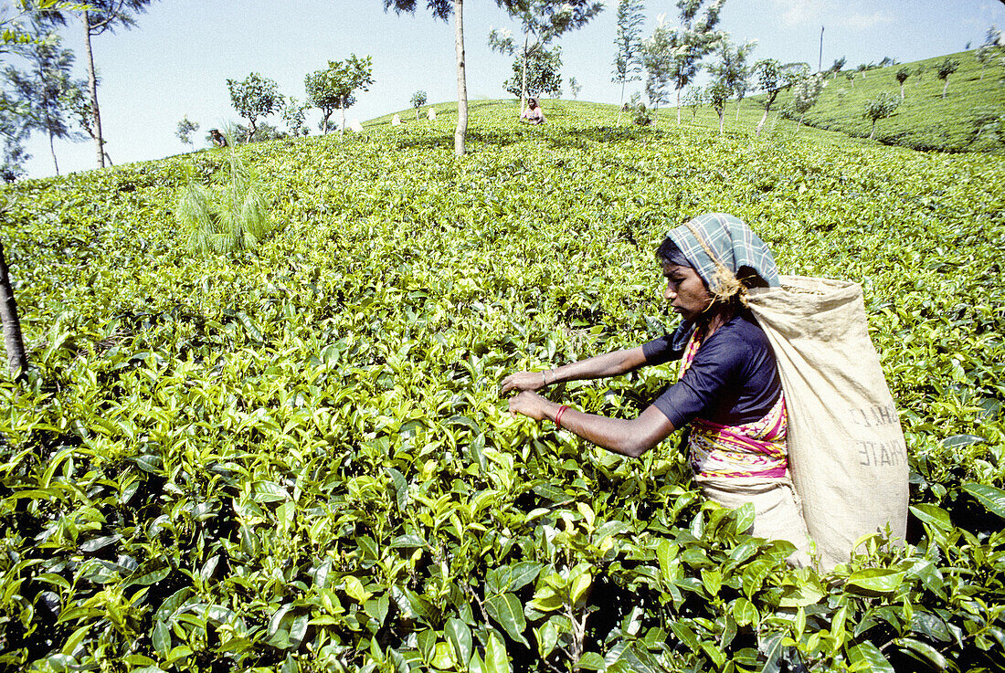 Women working at tea harvesting in high altitude plantation. Nuwara Eliya town region, Sri Lanka