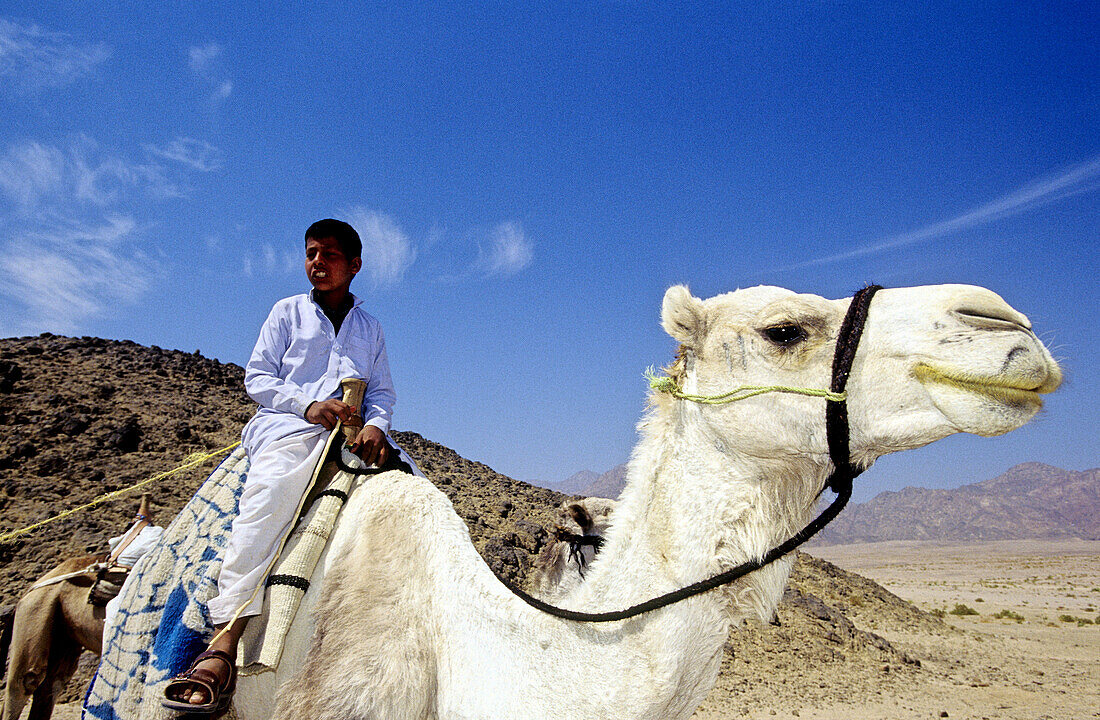 Bedouin boy riding camel. Sinai desert, Egypt