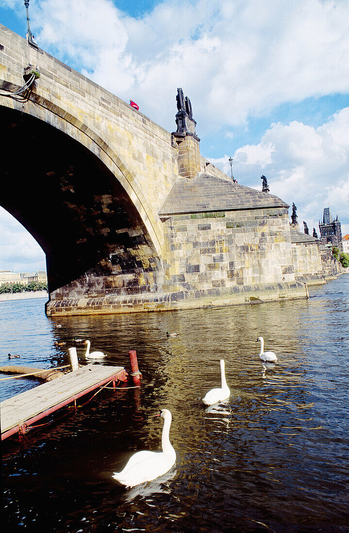 Swans on Vlata river and Charles Bridge. Prague. Czech Republic