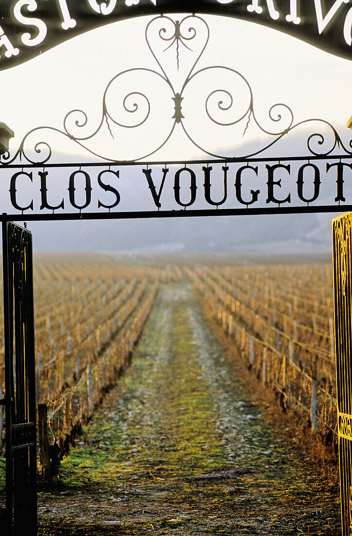 Clos Vougeot vineyards gate. Côte de Nuits. Côte d Or. Burgundy. France.