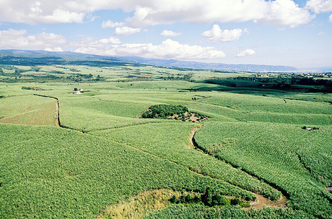 Sugar cane plantations, West coast. Sainte-Marie, Réunion Island (France)