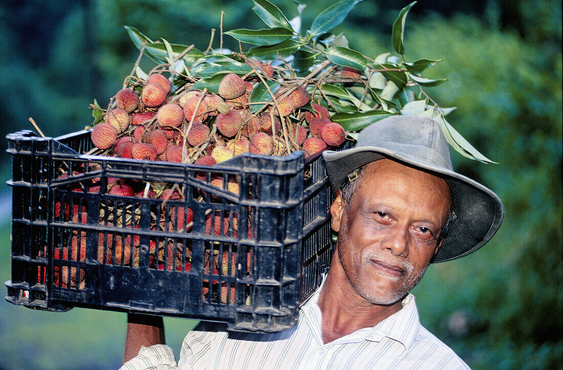 Peasant with his lychees harvest. Salazie cirque, Reunion Island (France)