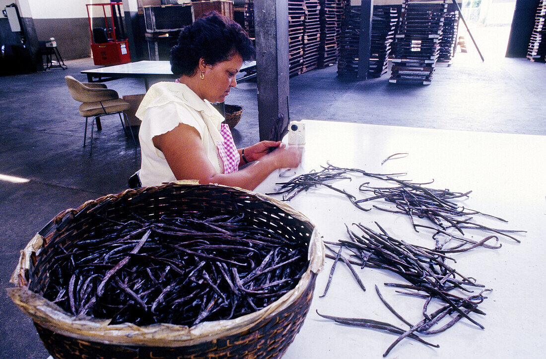 Vanilla plantation workshop. Saint-André. Réunion Island (France)