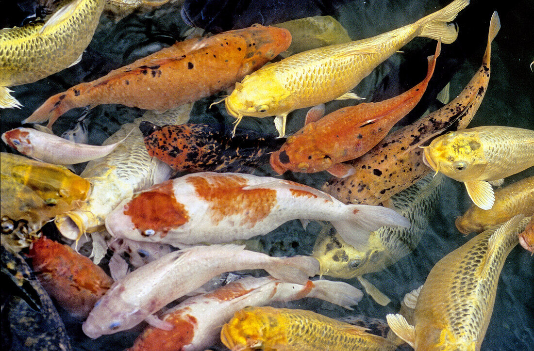 Pond with goldfishes. Tea house. Taichung (West Coast). Taiwan, Republic of China.