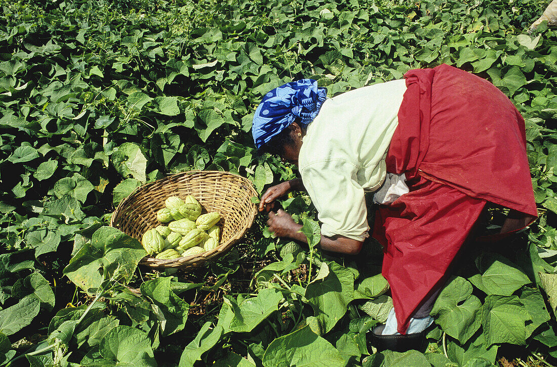 Women picking chouchou vegetables. Mauritius.