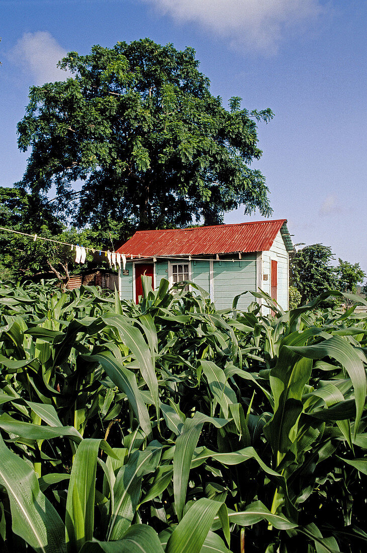 Colonial style creole wooden house. Grenada, Caribbean