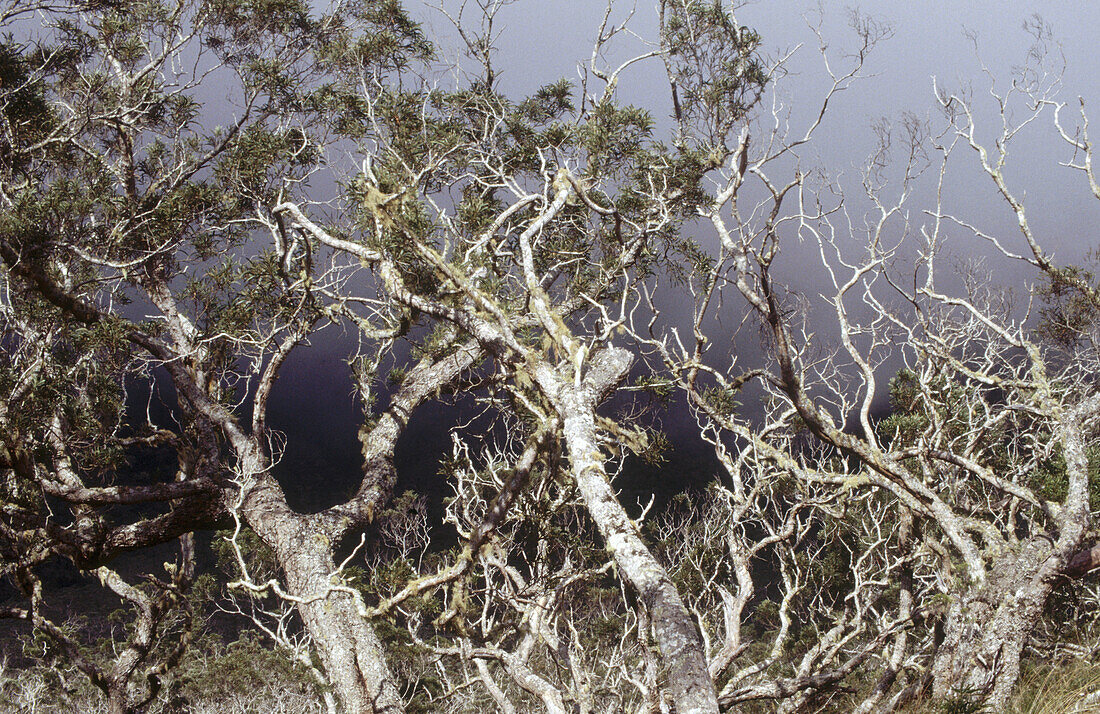 Tamarind tree forest in Cinrque de Mafate. Réunion, France