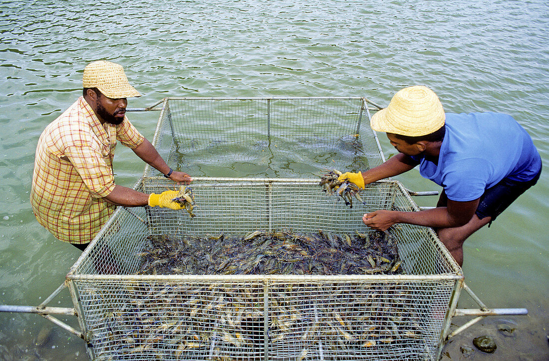 Fish crawfishes and shrimps farming. Martinique island. French antilles (caribbean)