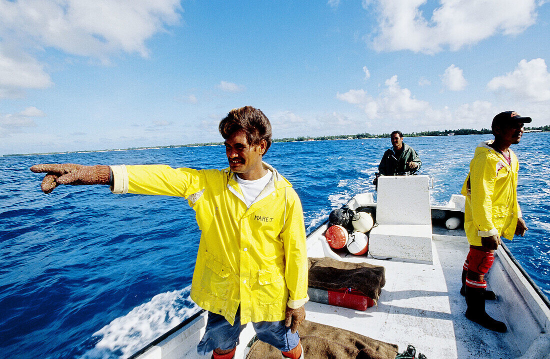 Picking up the oysters from the lagoon to remove the pearls. Gauguin s black pearls farm in Rangiroa Atoll . Tuamotus archipelago. French Polynesia