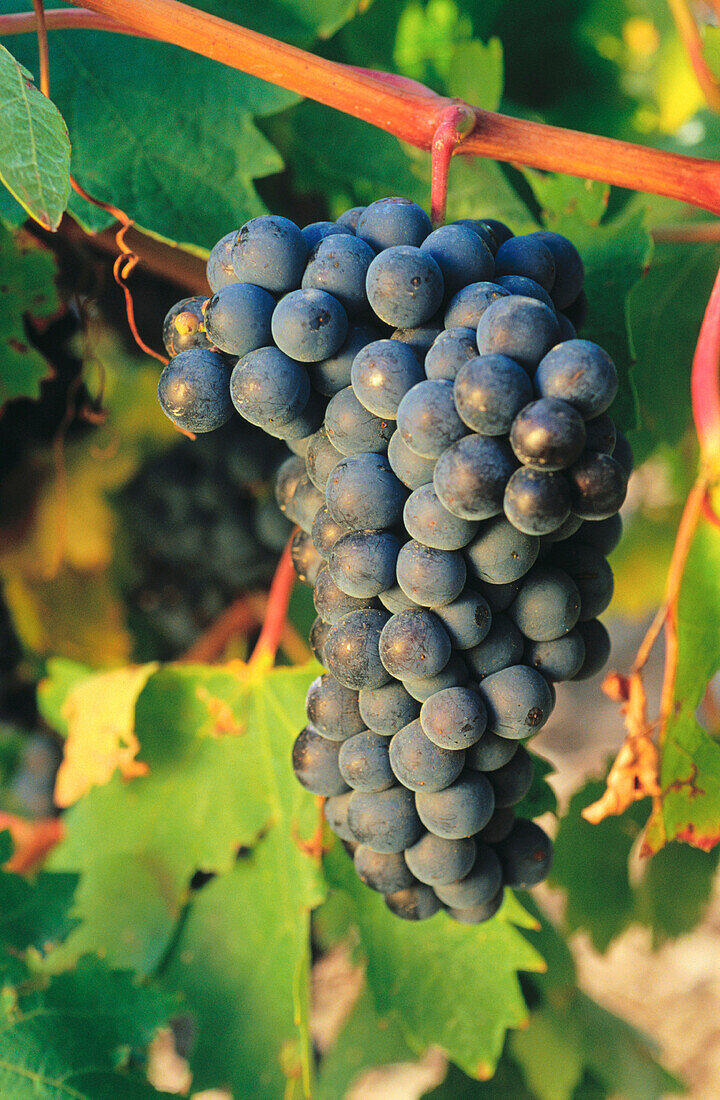  Außen, Cluster, Detail, Details, Ernährung, Ernte, Ernten, Europa, Farbe, Frucht, Früchte, Getreide, Grün, Gruppe, La Rioja, Landbau, Landwirtschaft, Nahaufnahme, Nahaufnahmen, Nahrung, Nahrungsmittel, Obst, Plätze der Welt, Rebe, Reben, Reif, Reifen, Sp