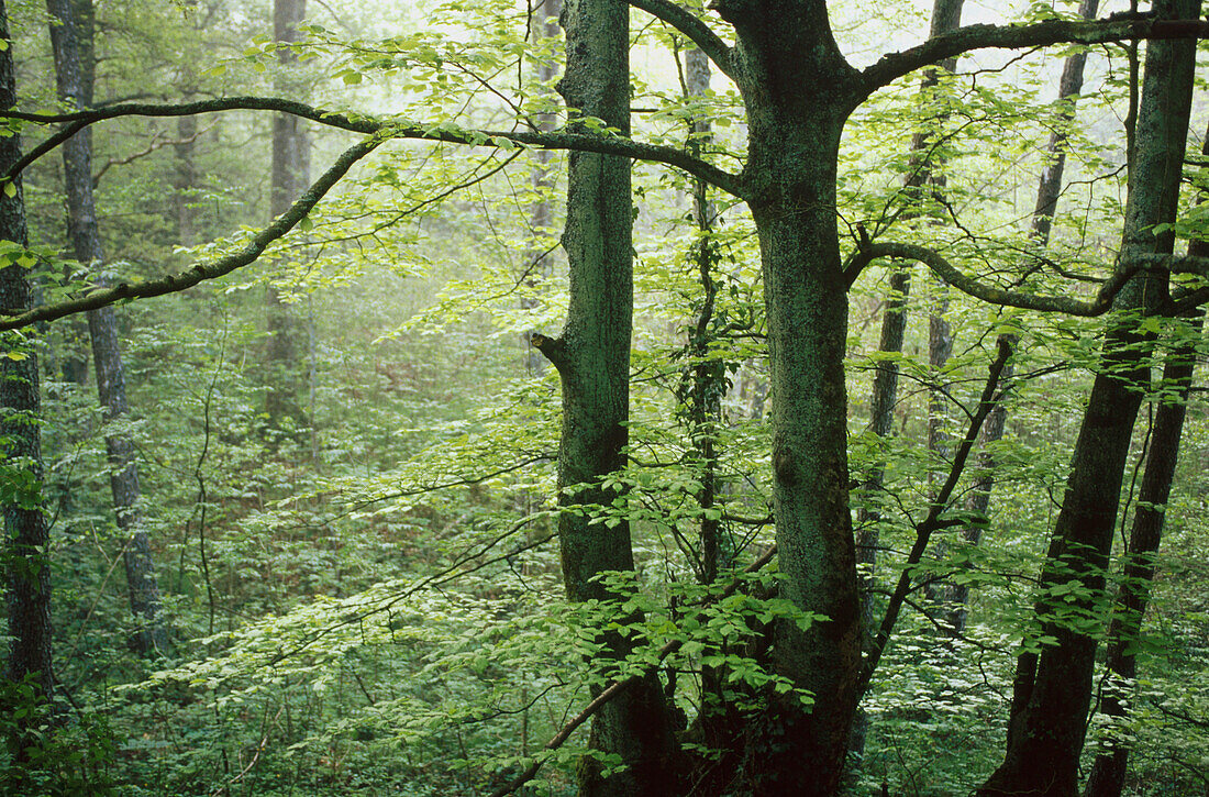 Forest. Udana Pass. Aitzgorri. Gipuzkoa. Spain