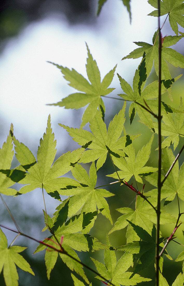 Blätter eines Ahornbaums (Acer sp.)