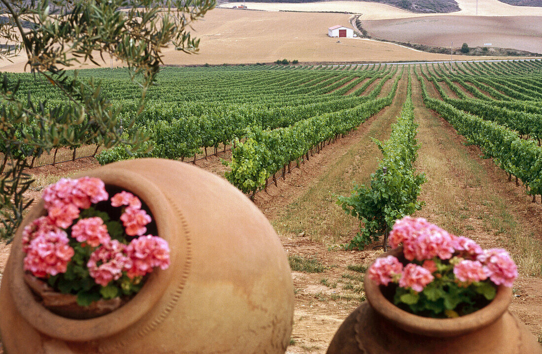 Chardonnay-Weinberg. Navarra. Spanien