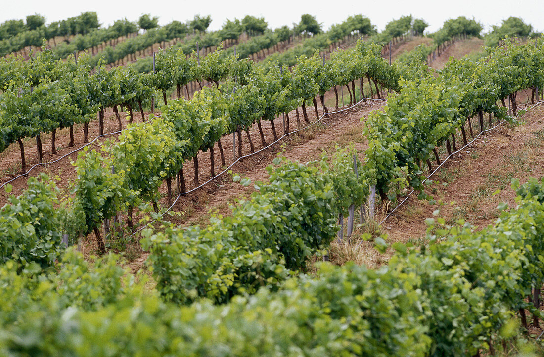 Chardonnay-Weinberg. Navarra. Spanien