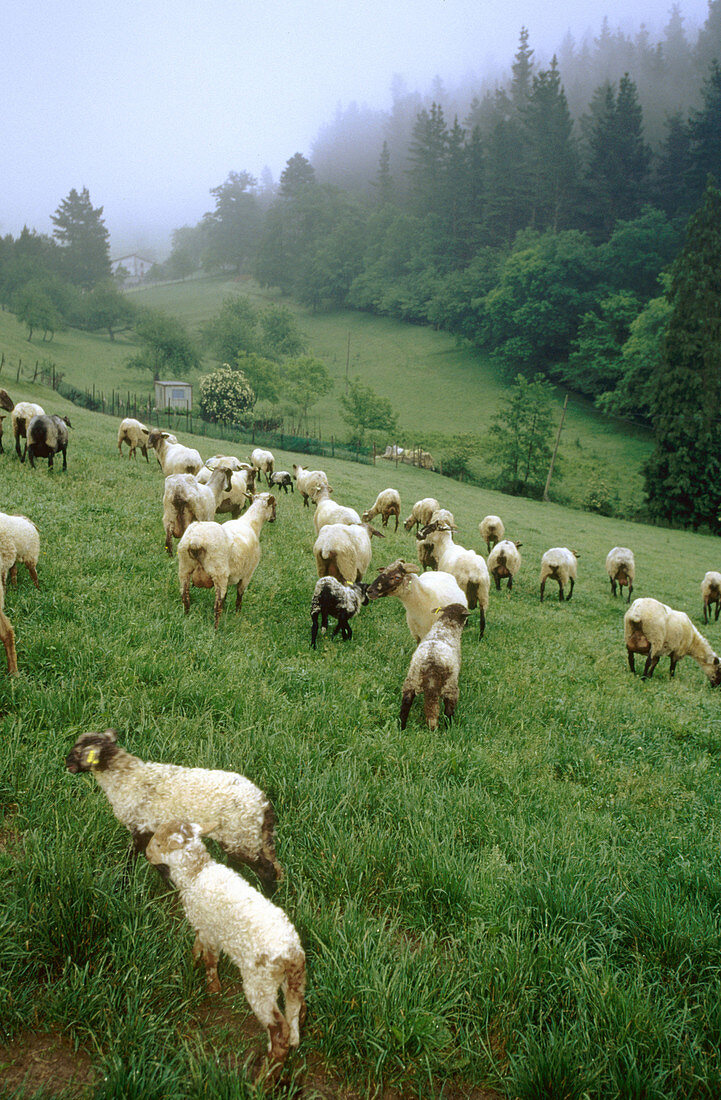 Schaf (Rasse Latxa). Guipúzcoa. Spanien