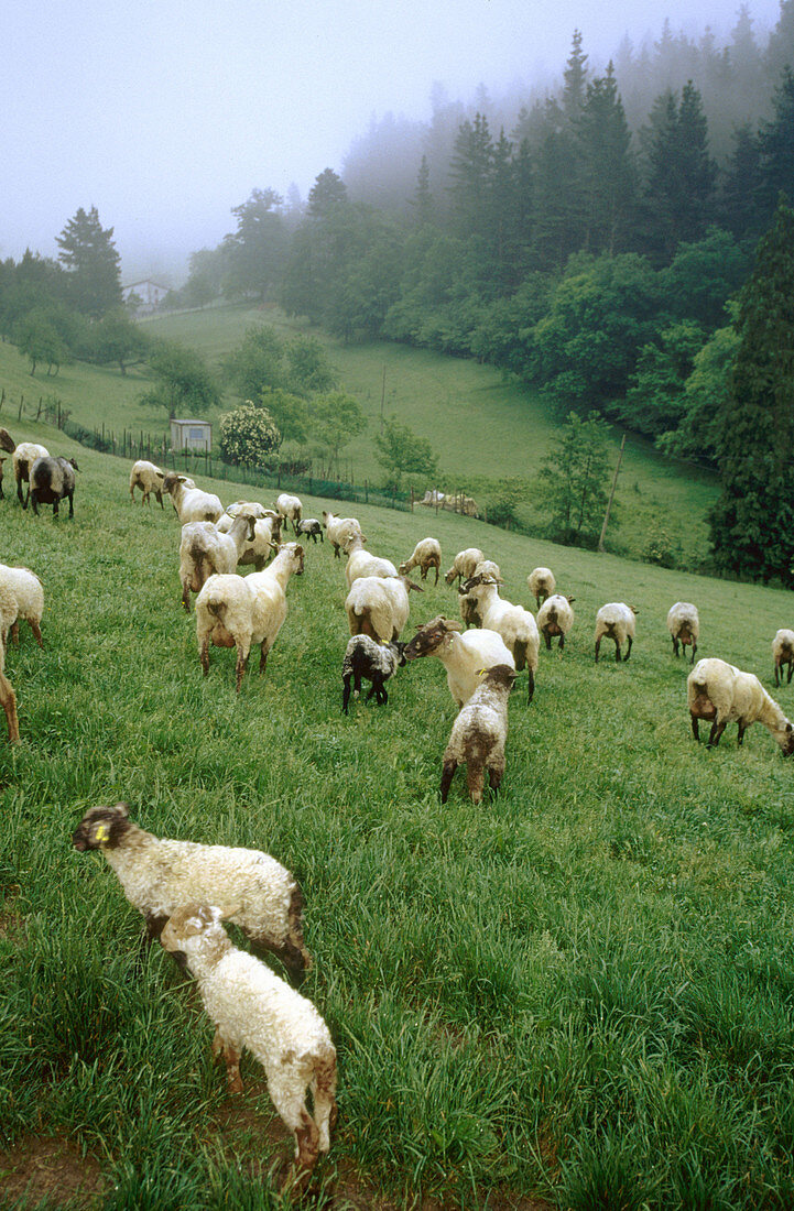Sheep (Latxa breed). Guipúzcoa. Spain