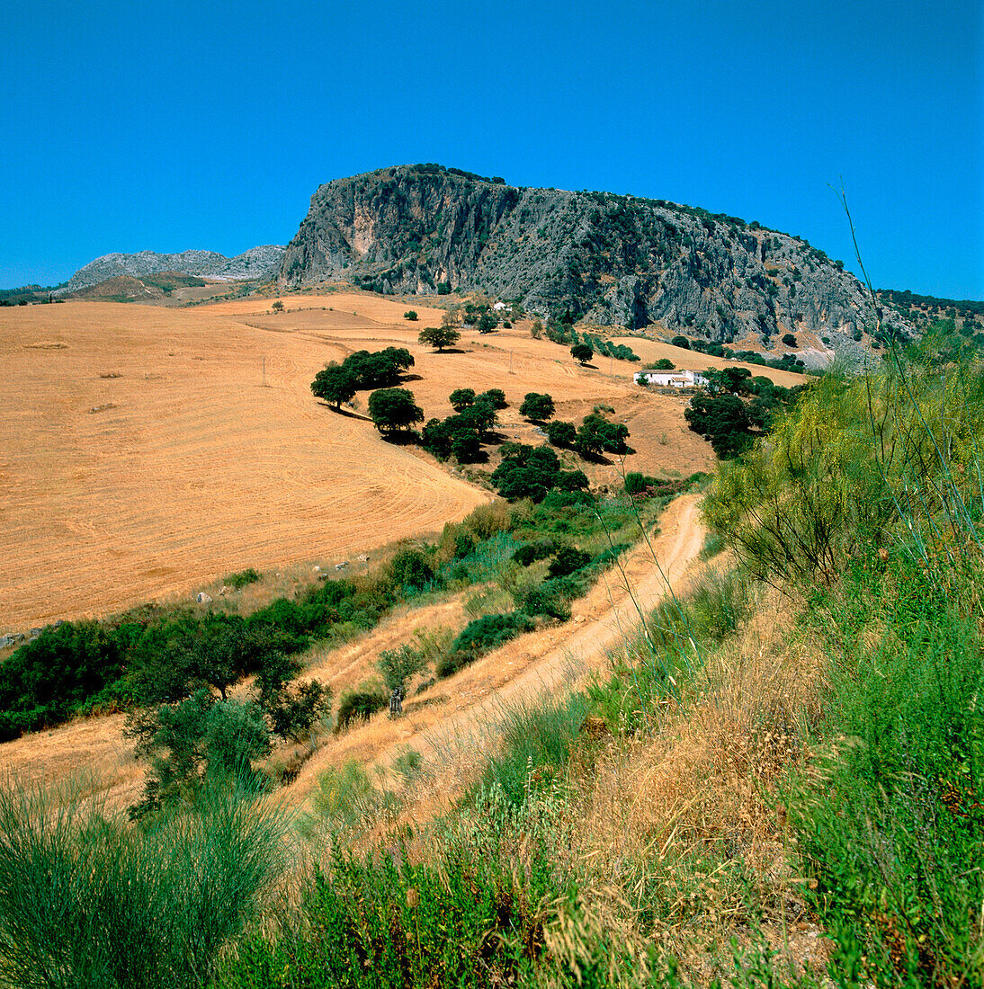 Ackerland. Serranía de Ronda. Málaga. Spanien