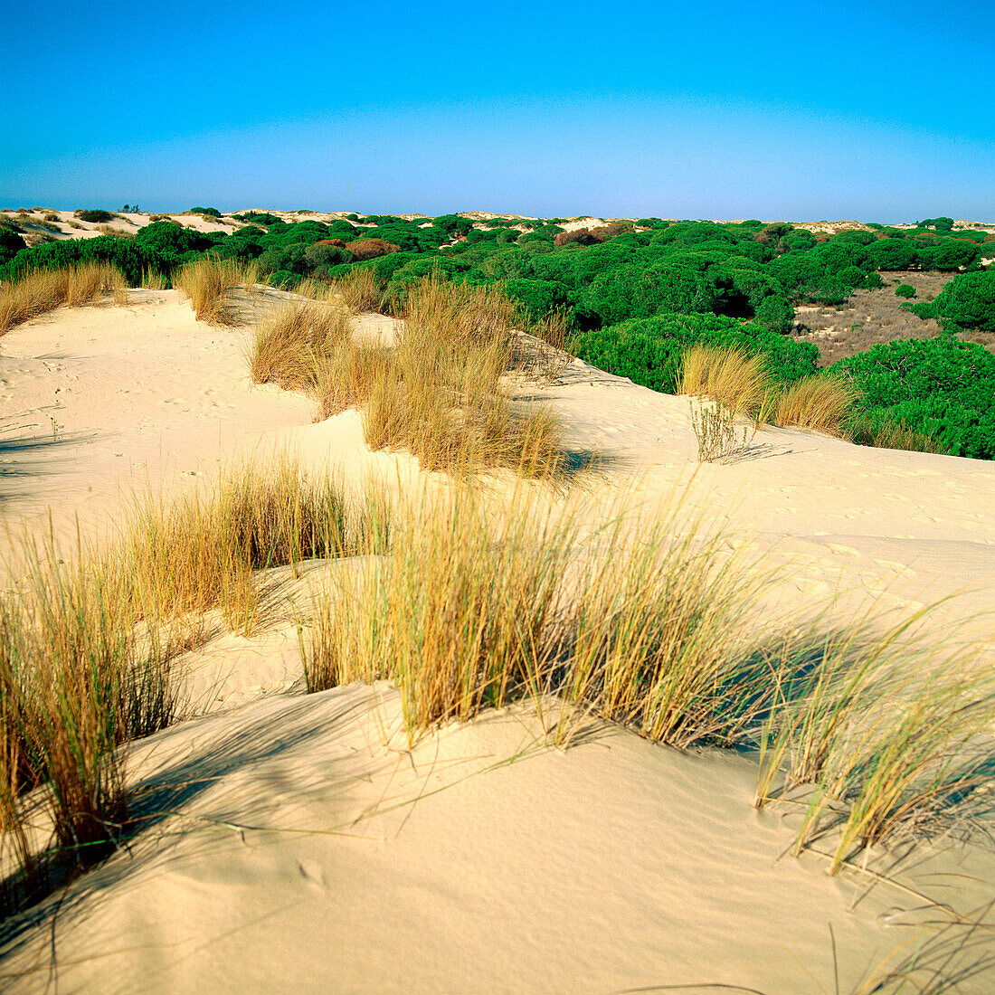 Dunas Móviles (Wanderdünen) im Doñana-Nationalpark. Provinz Huelva. Andalusien. Spanien