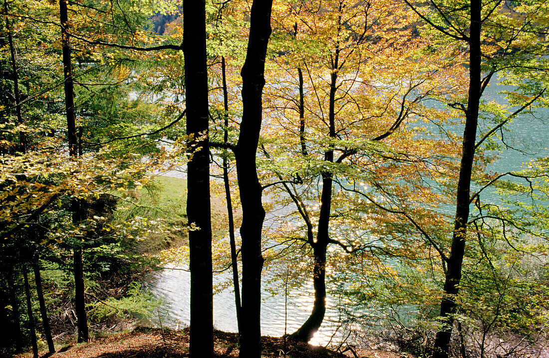 Irabia reservoir & beech wood. Irati forest. Navarre. Spain