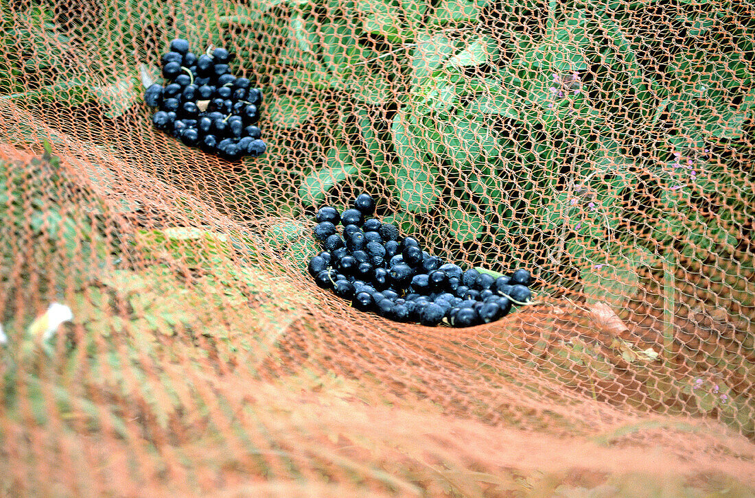 Olives fallen on nets. Corsica Island. France