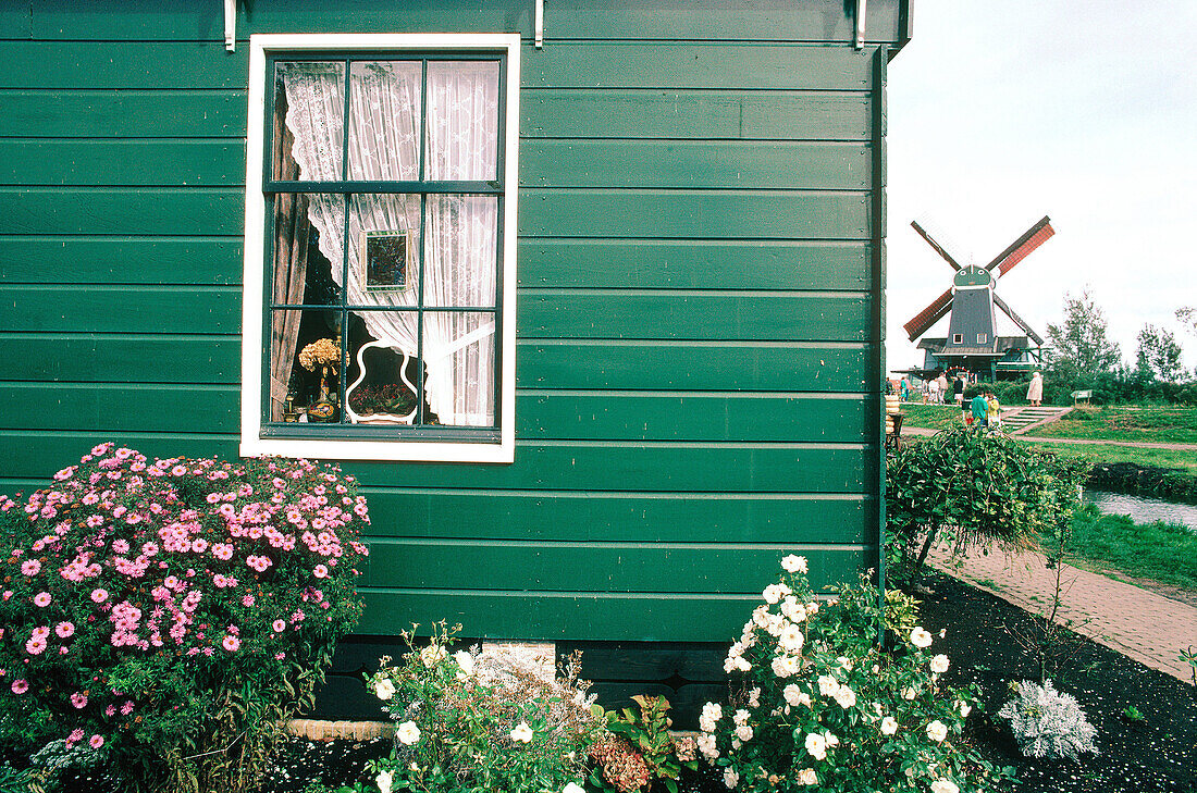 Wooden house and windmill. Volendam. Holland