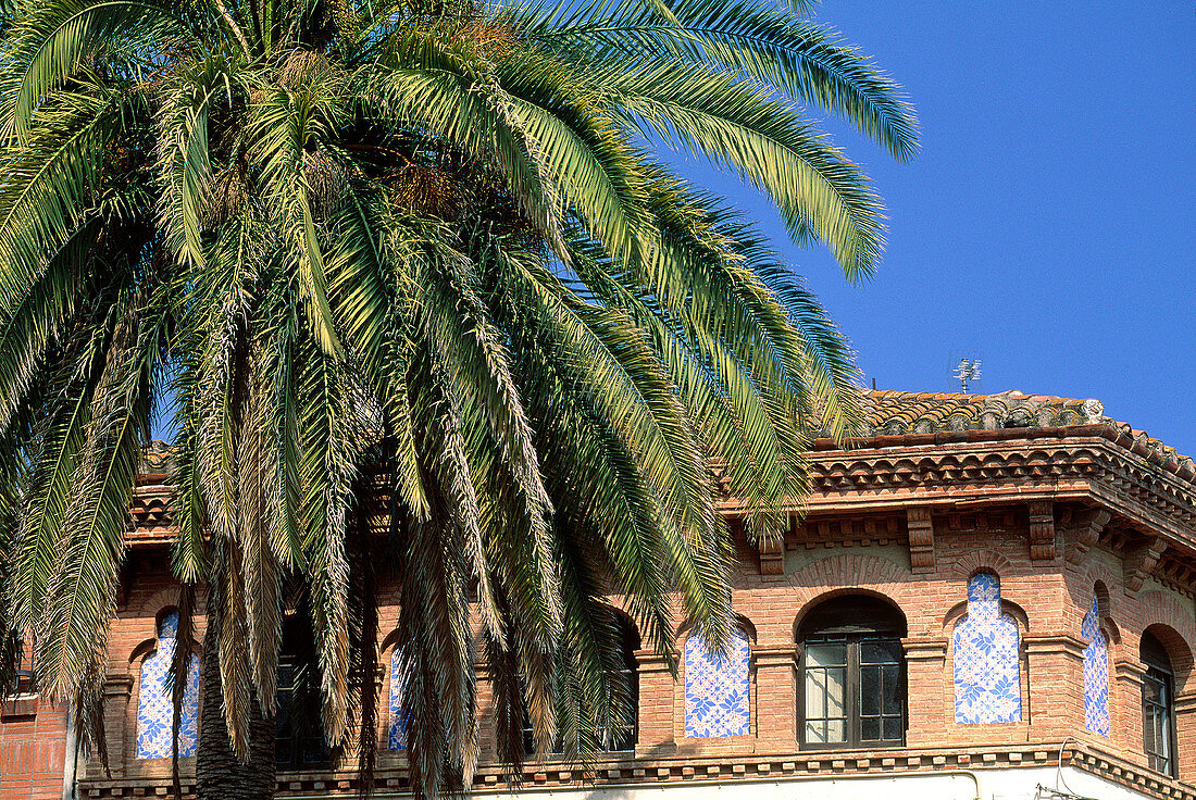 Palm tree and facade. Barcelona. Spain