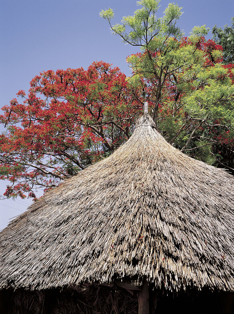 Millet straw roof on a local hut, blossoming flamboyant at rear. Matakam tribe (aka Mafa or Kirdi ). Mandara Mounts. North Cameroon