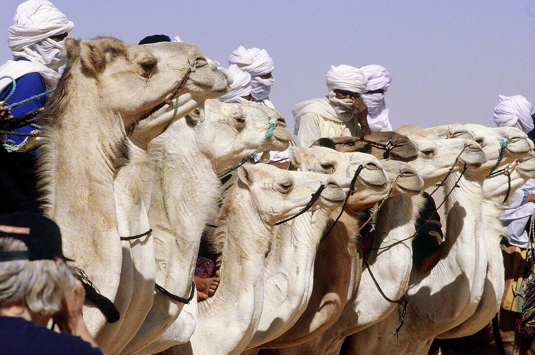 Tuareg men gathering for the yearly Sebiba Camels Race. Djanet Oasis. Tassili n Ajjer desert. Sahara. South Algeria