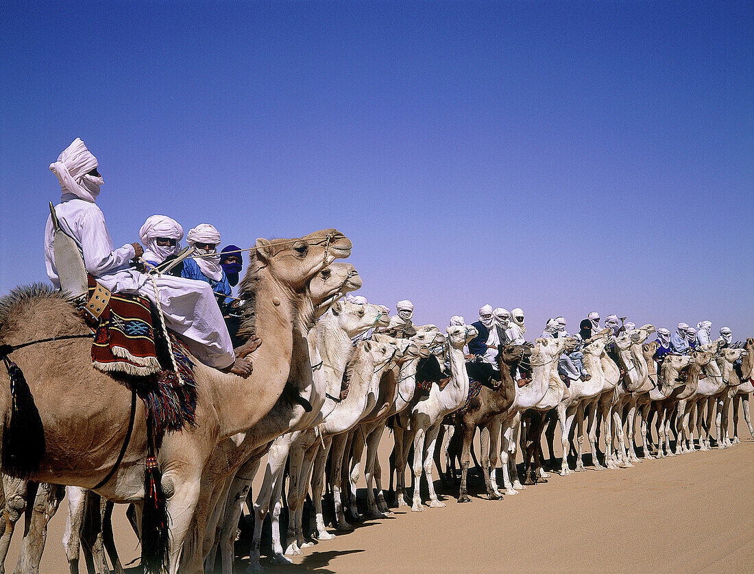 Tuareg men preparing to start the Sebiba Camels Race. Djanet Oasis. Tassili n Ajjer desert. Sahara. South Algeria