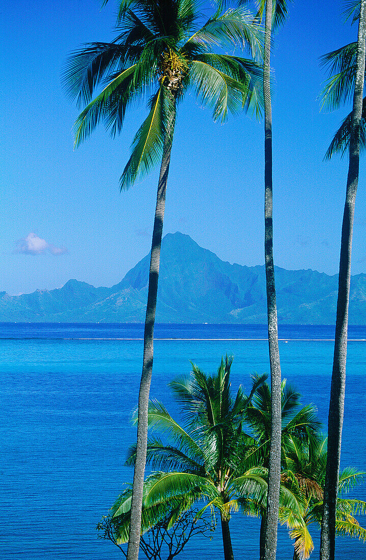 Palm trees framing Moorea island from Punaauia. Tahiti. French Polynesia