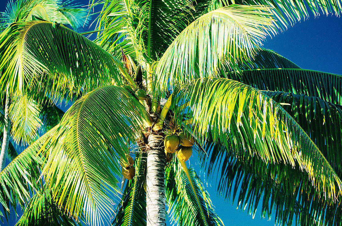 Palm trees against blue sky. French Polynesia