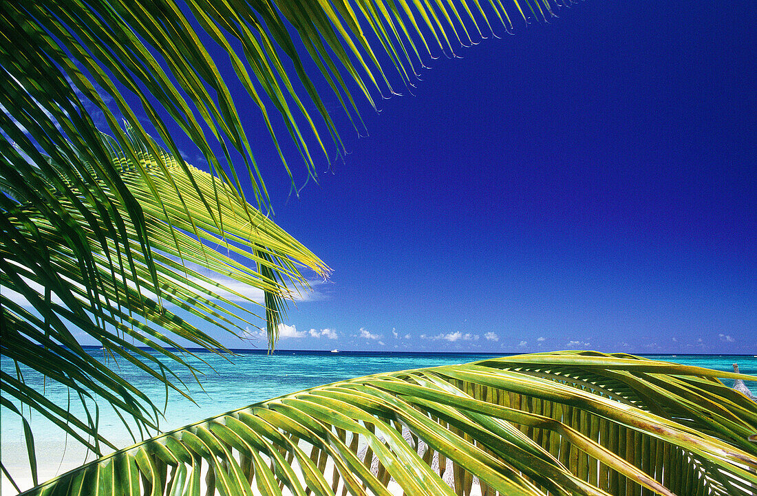 Morne Brabant beach. Mauritius