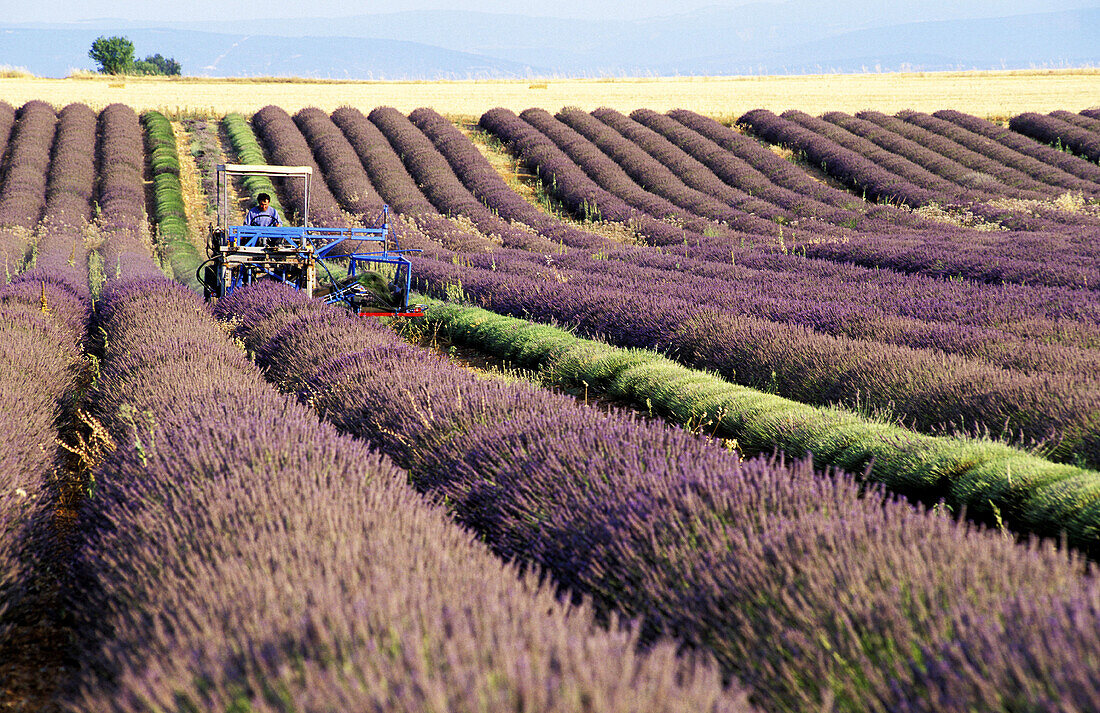 July harvest, lavender fields. Valensole. Alpes de Haute Provence. Provence. France