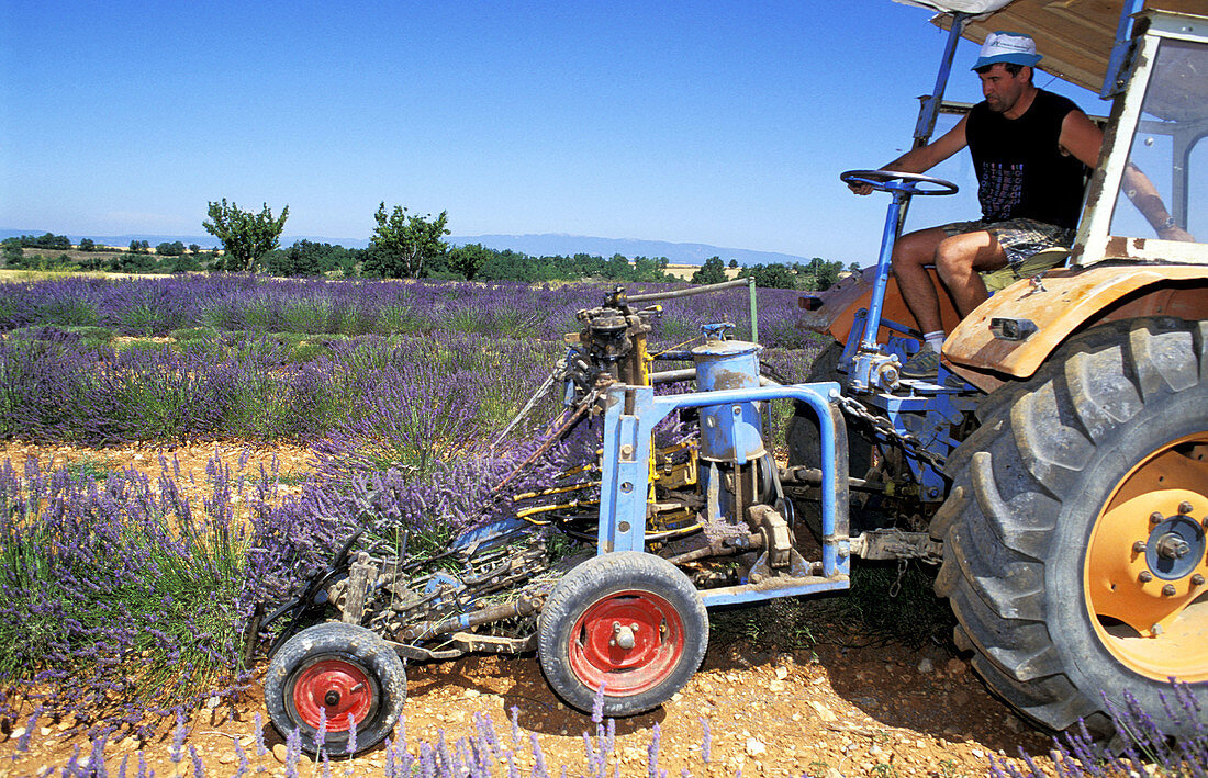 Harvest of blossoming lavender fields. Valensole. Alpes de Haute Provence. Provence. France