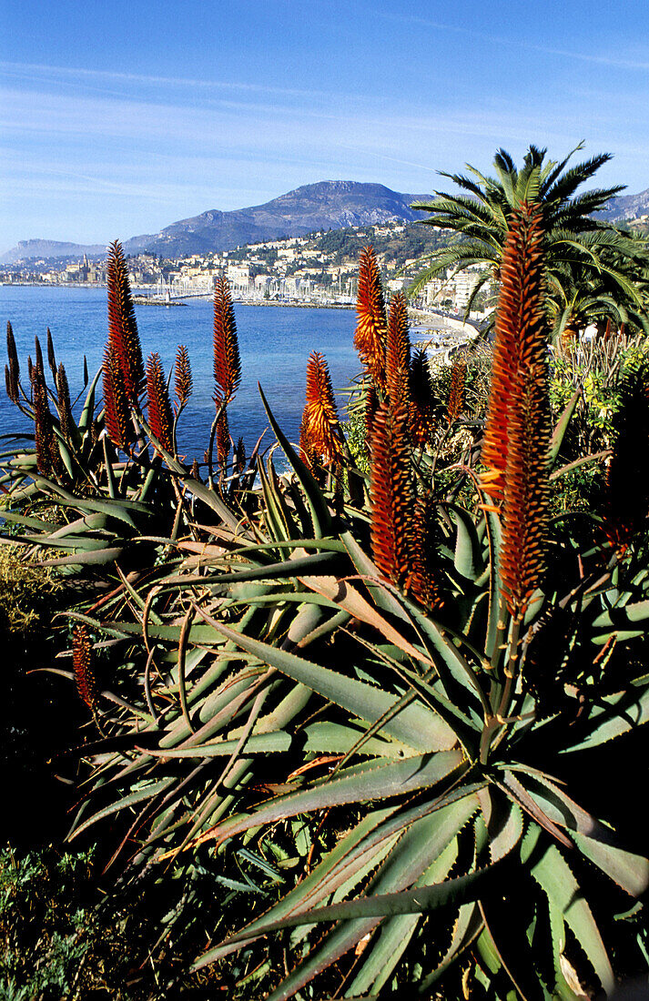 Landscape on the bay from italian border. Menton. Alpes-Maritimes. French Riviera. Provence. France