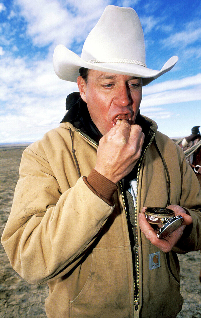 Cowboy taking a quid of tobacco to chew. Greybull. Wyoming. USA