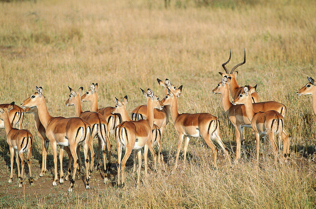 Herd of antelopes. Ngorongoro Conservation Area. Ngorongoro Crater. Tanzania