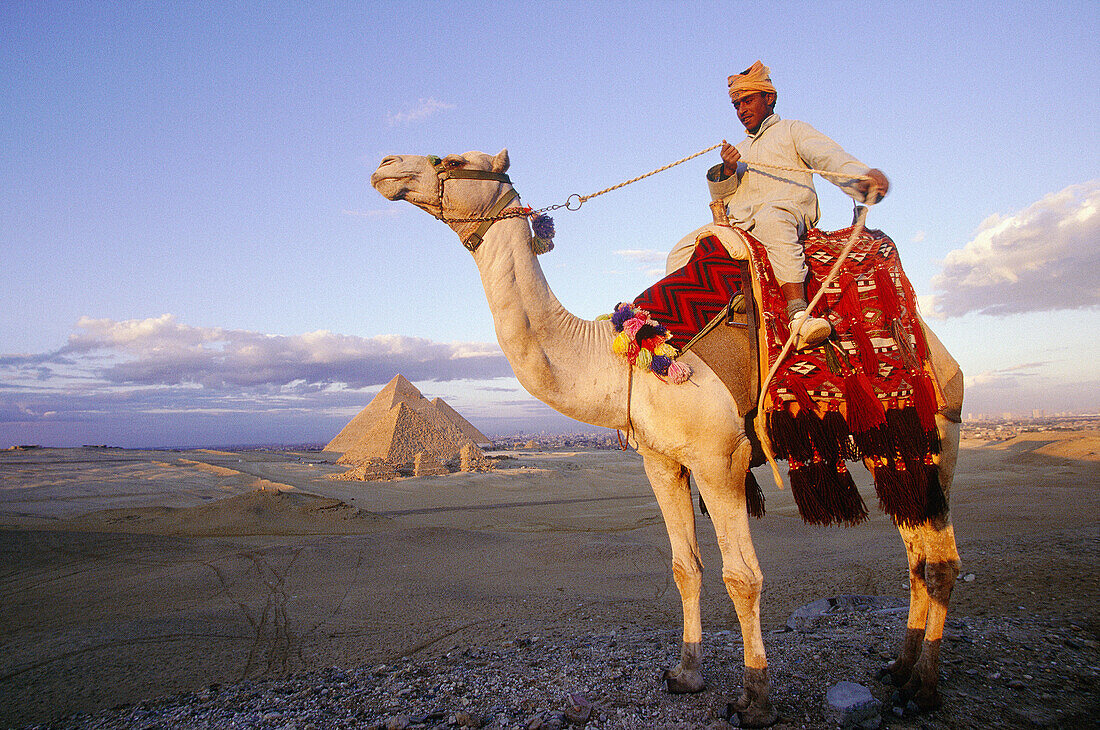 Pyramids and camel. Gizeh. Egypt