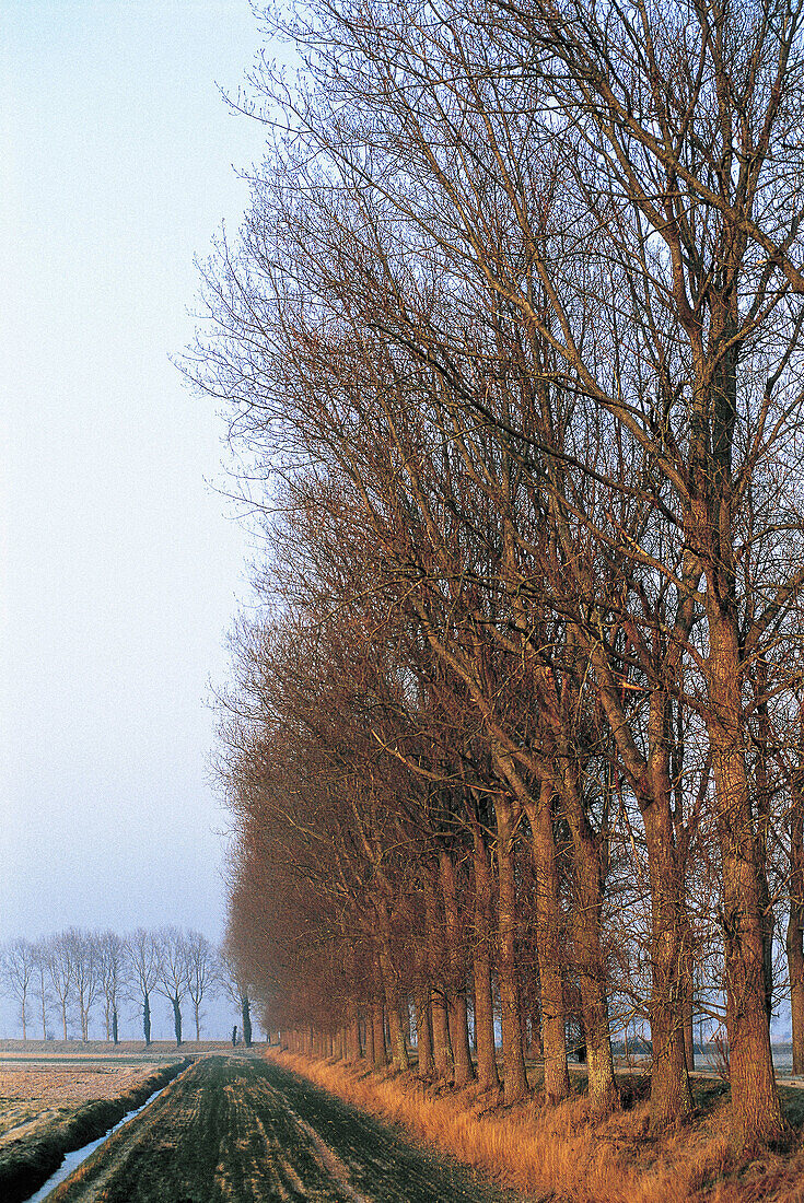Poplars aligned on a cart track in Manche department. Normandy. France