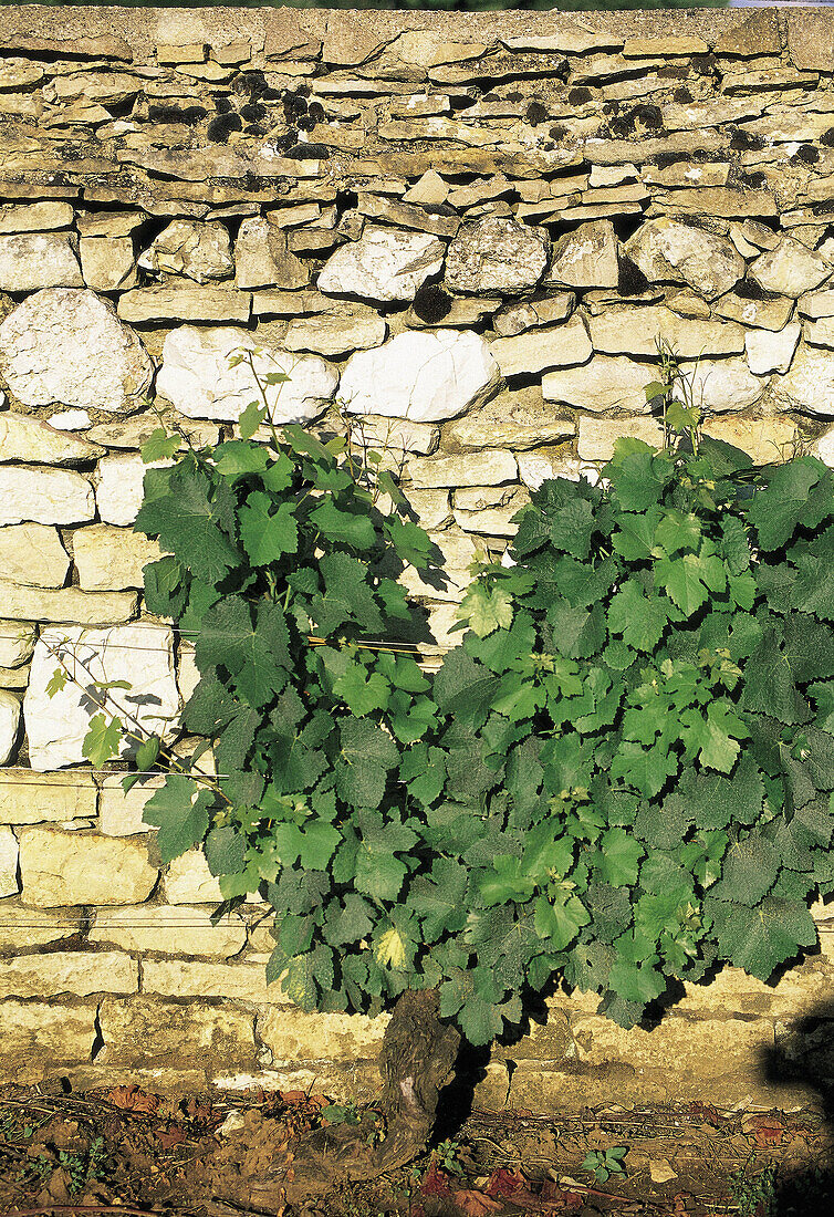 Vineyard against stone wall. Clos Vougeot. Cote de Nuits. Cote d Or. Burgundy. France