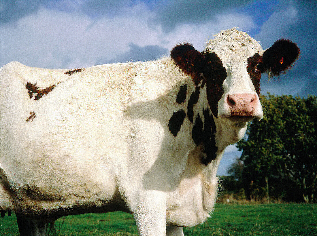 Breton cow. Cotes d Armor. Brittany. France
